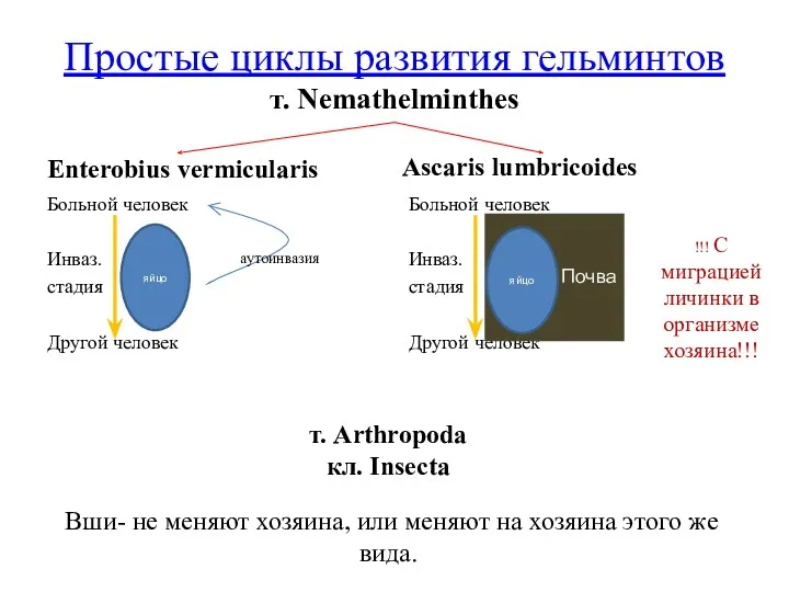 Простые циклы развития гельминтов т. Nemathelminthes Enterobius vermicularis Больной человек