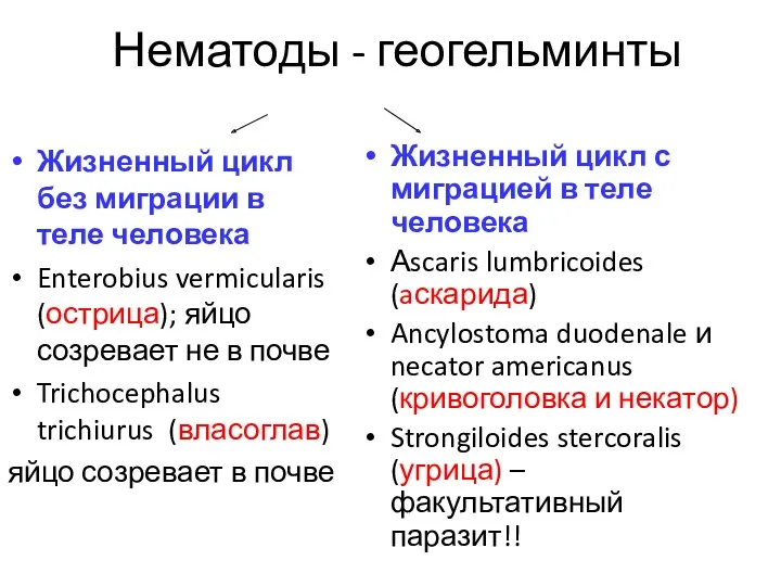 Нематоды - геогельминты Жизненный цикл без миграции в теле человека