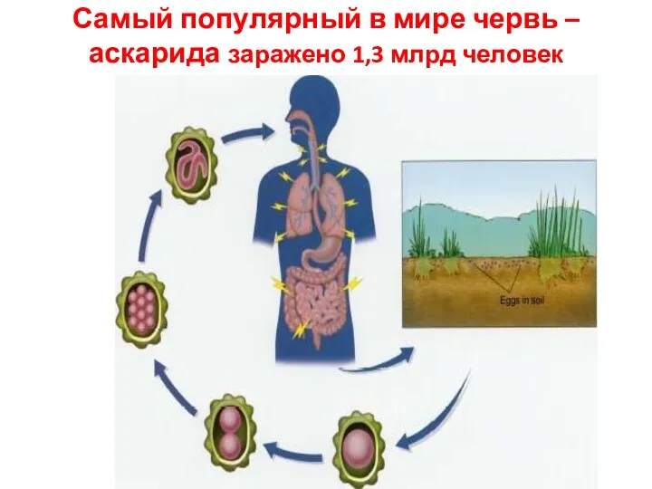 Самый популярный в мире червь – аскарида заражено 1,3 млрд человек
