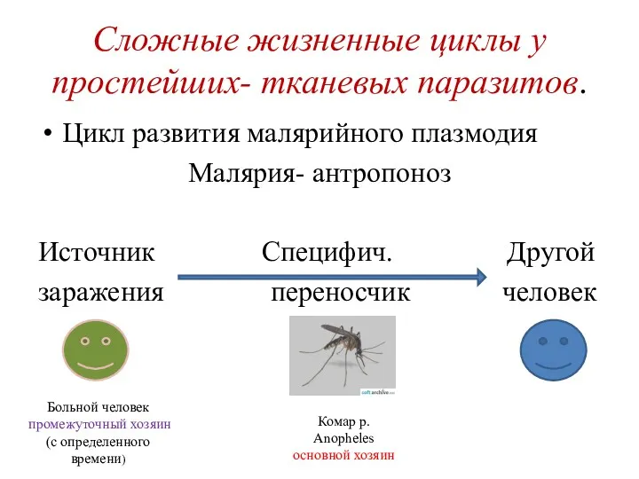 Сложные жизненные циклы у простейших- тканевых паразитов. Цикл развития малярийного