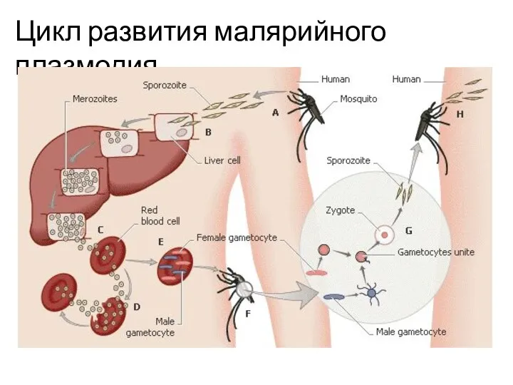 Цикл развития малярийного плазмодия