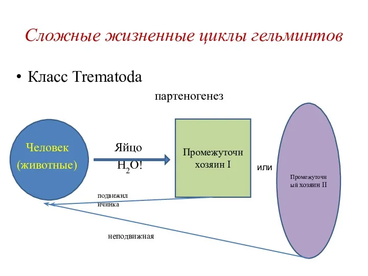 Сложные жизненные циклы гельминтов Класс Trematoda партеногенез Человек Яйцо (животные)