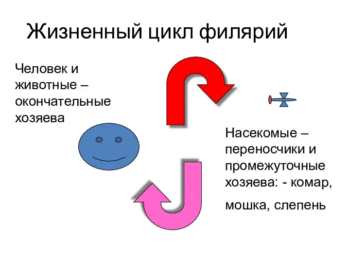 Жизненный цикл филярий Человек и животные – окончательные хозяева Насекомые