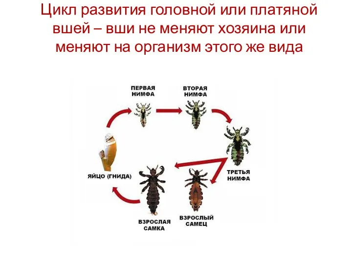 Цикл развития головной или платяной вшей – вши не меняют