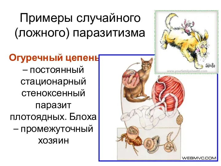 Огуречный цепень – постоянный стационарный стеноксенный паразит плотоядных. Блоха – промежуточный хозяин Примеры случайного (ложного) паразитизма