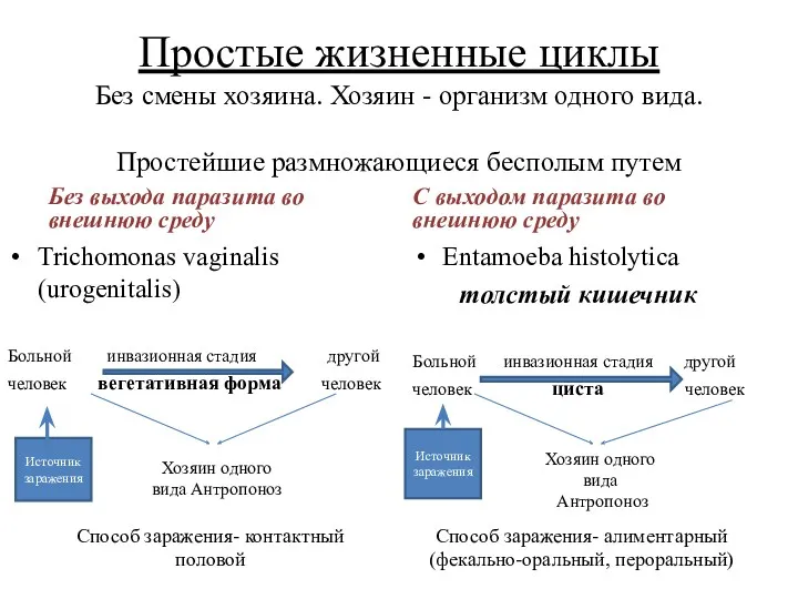 Простые жизненные циклы Без смены хозяина. Хозяин - организм одного