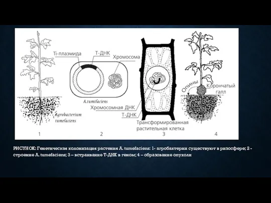 РИСУНОК: Генетическая колонизация растения A. tumefaciens: 1- агробактерии существуют в