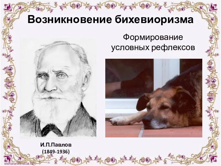 Формирование условных рефлексов Возникновение бихевиоризма И.П.Павлов (1849-1936)