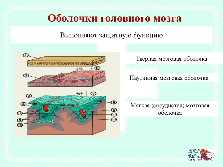 Оболочки головного мозга Выполняют защитную функцию Твердая мозговая оболочка Паутинная мозговая оболочка Мягкая (сосудистая) мозговая оболочка