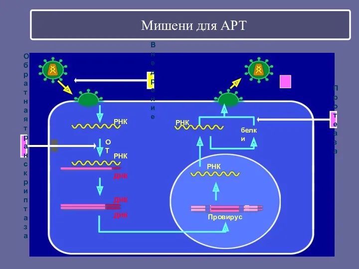 Мишени для АРТ ОТ Провирус белки РНК ДНК РНК ДНК ДНК Протеаза Обратная