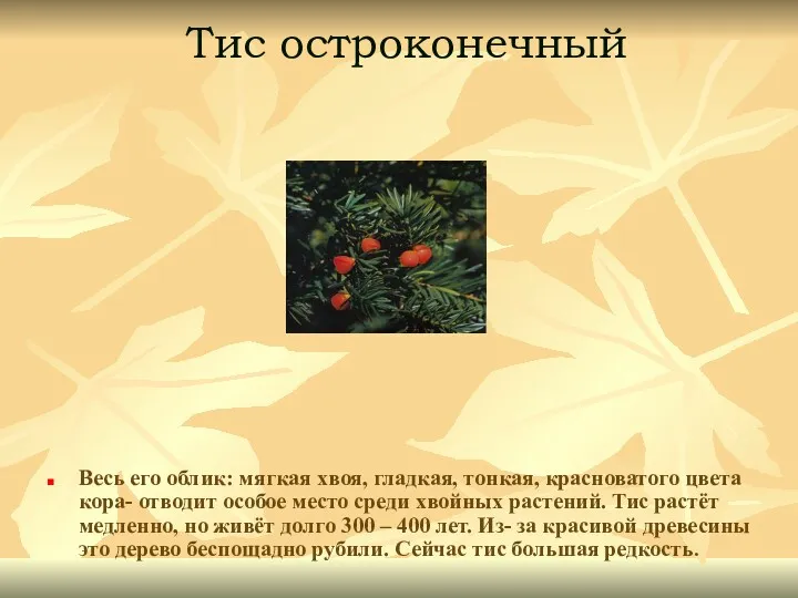 Тис остроконечный Весь его облик: мягкая хвоя, гладкая, тонкая, красноватого