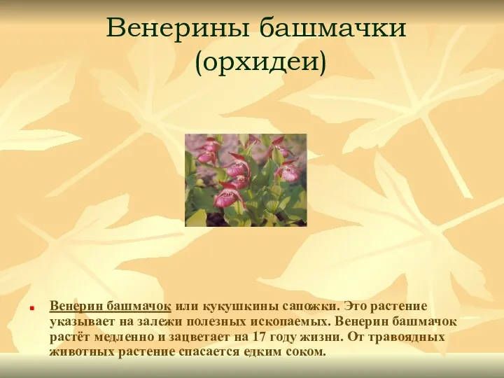 Венерины башмачки (орхидеи) Венерин башмачок или кукушкины сапожки. Это растение