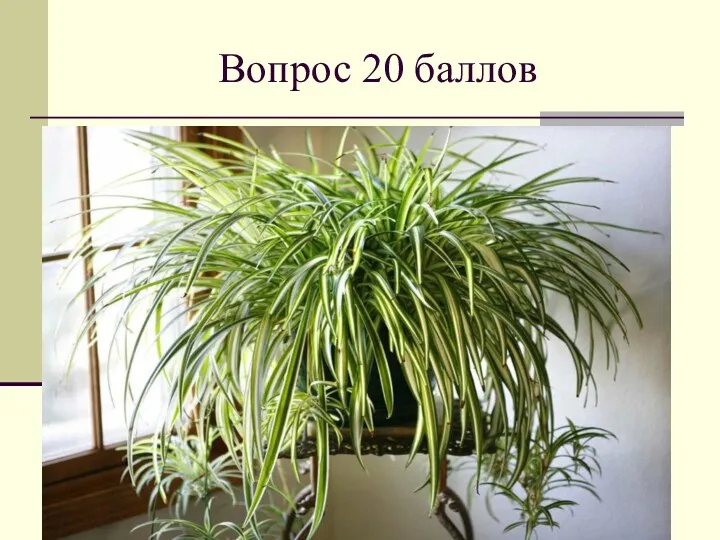 Вопрос 20 баллов