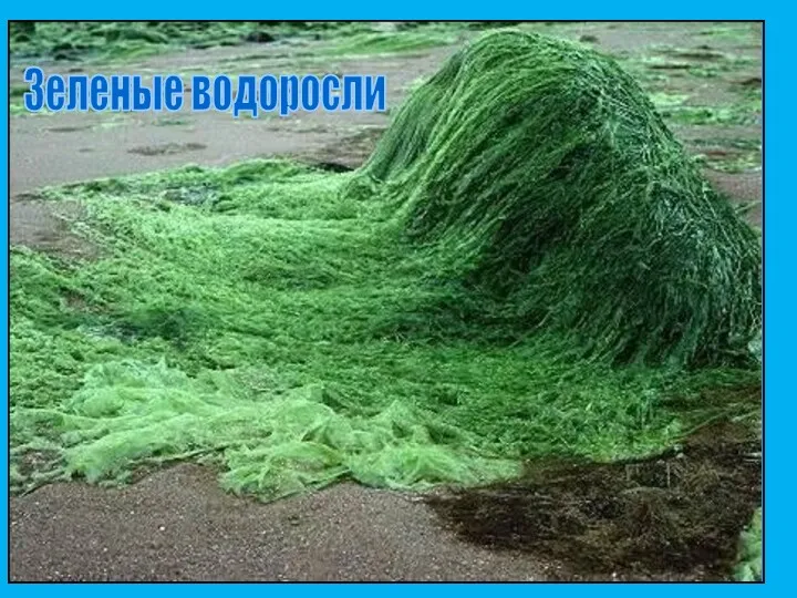 Зеленые водоросли