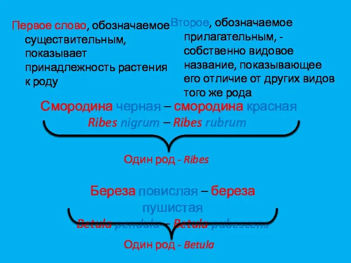 Первое слово, обозначаемое существительным, показывает принадлежность растения к роду Второе,