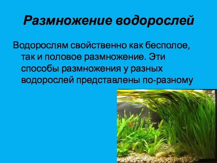 Размножение водорослей Водорослям свойственно как бесполое, так и половое размножение. Эти способы размножения