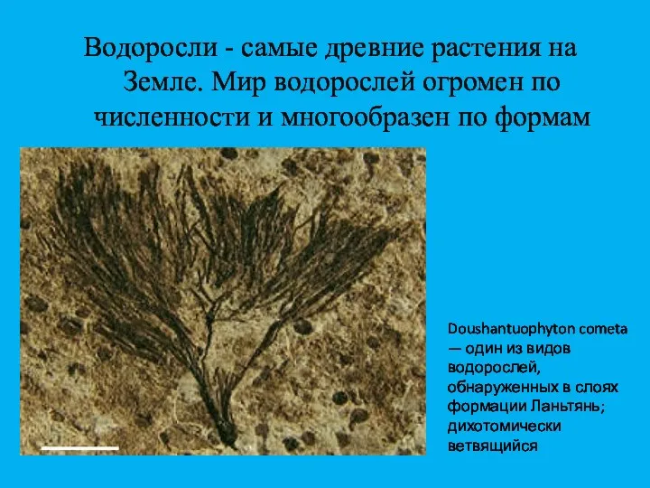 Водоросли - самые древние растения на Земле. Мир водорослей огромен по численности и