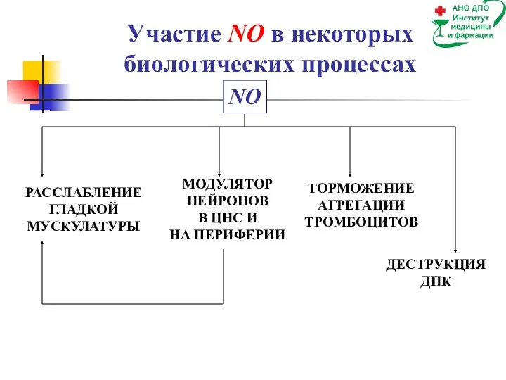 Участие NO в некоторых биологических процессах РАССЛАБЛЕНИЕ ГЛАДКОЙ МУСКУЛАТУРЫ МОДУЛЯТОР