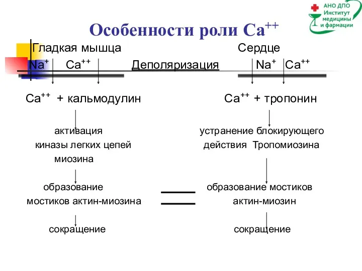 Особенности роли Са++ Гладкая мышца Сердце Na+ Ca++ Деполяризация Na+