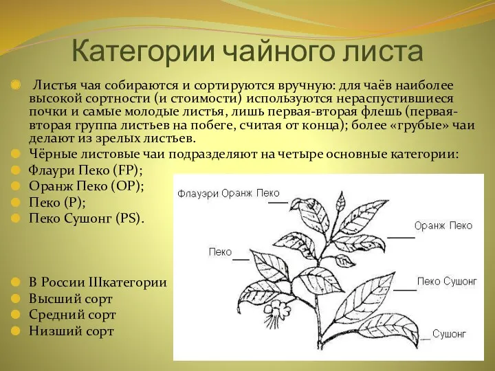 Категории чайного листа Листья чая собираются и сортируются вручную: для