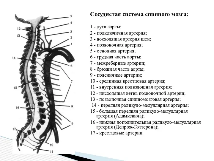 Сосудистая система спинного мозга: 1 - дуга аорты; 2 -