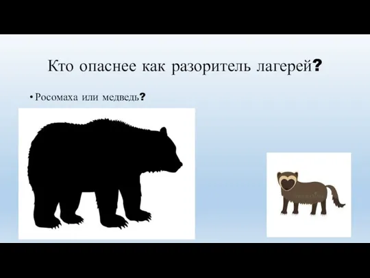 Кто опаснее как разоритель лагерей? Росомаха или медведь?