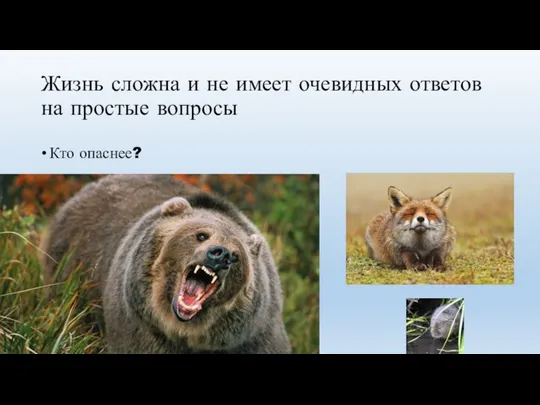 Жизнь сложна и не имеет очевидных ответов на простые вопросы Кто опаснее?