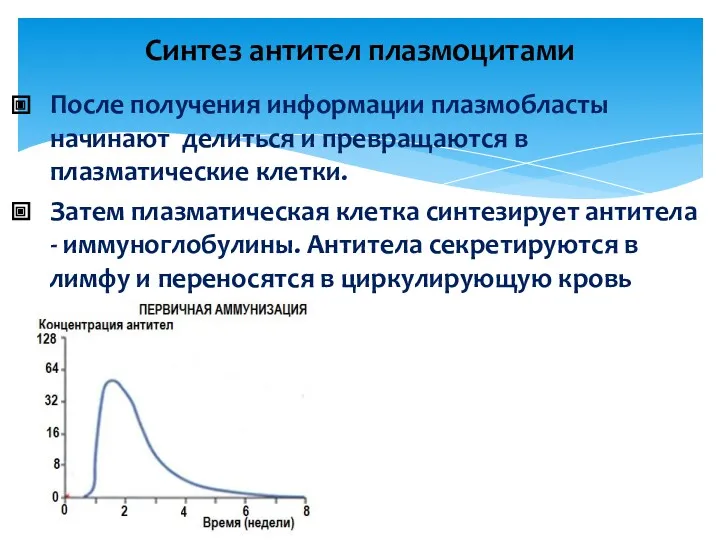 После получения информации плазмобласты начинают делиться и превращаются в плазматические