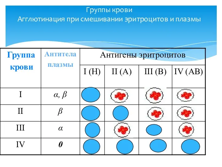 Группы крови Агглютинация при смешивании эритроцитов и плазмы