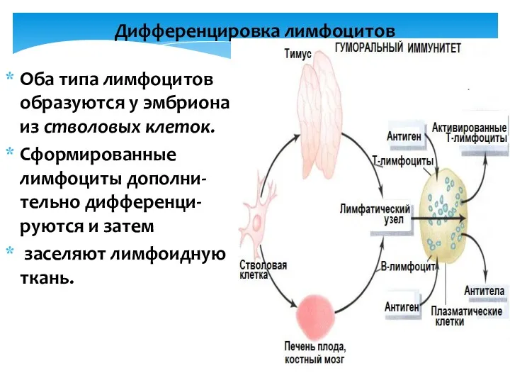 Дифференцировка лимфоцитов Оба типа лимфоцитов образуются у эмбриона из стволовых