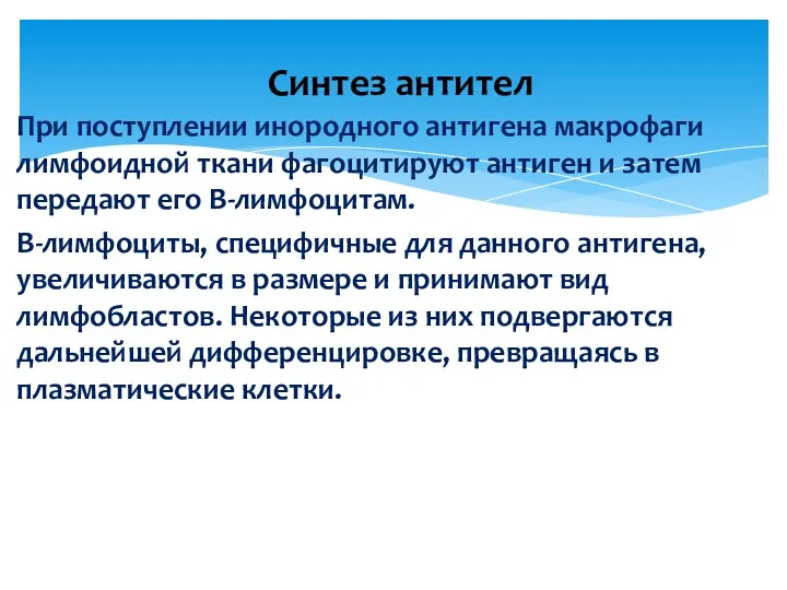 При поступлении инородного антигена макрофаги лимфоидной ткани фагоцитируют антиген и