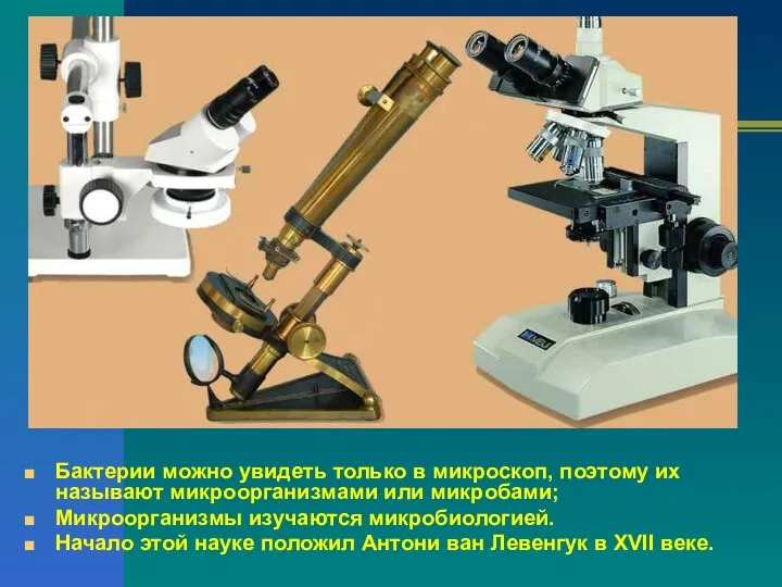 Бактерии можно увидеть только в микроскоп, поэтому их называют микроорганизмами