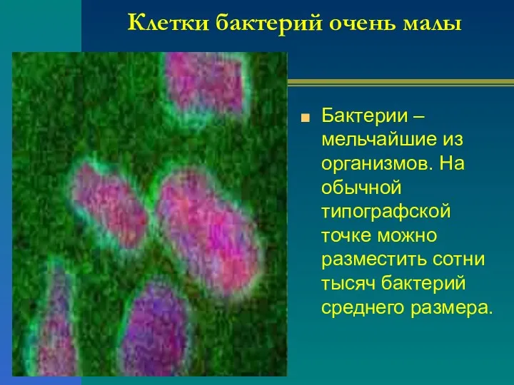 Клетки бактерий очень малы Бактерии – мельчайшие из организмов. На