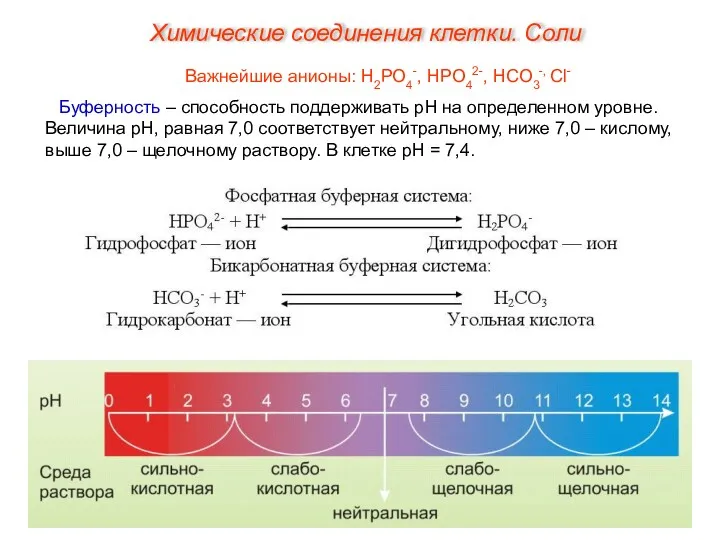 Важнейшие анионы: Н2РО4-, НРО42-, НСО3-, Сl- Буферность – способность поддерживать рН на определенном