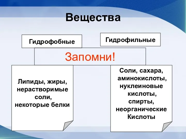 Вещества Гидрофобные Гидрофильные Запомни! Липиды, жиры, нерастворимые соли, некоторые белки