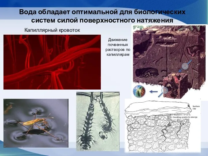 Вода обладает оптимальной для биологических систем силой поверхностного натяжения Капиллярный кровоток Движение почвенных растворов по капиллярам