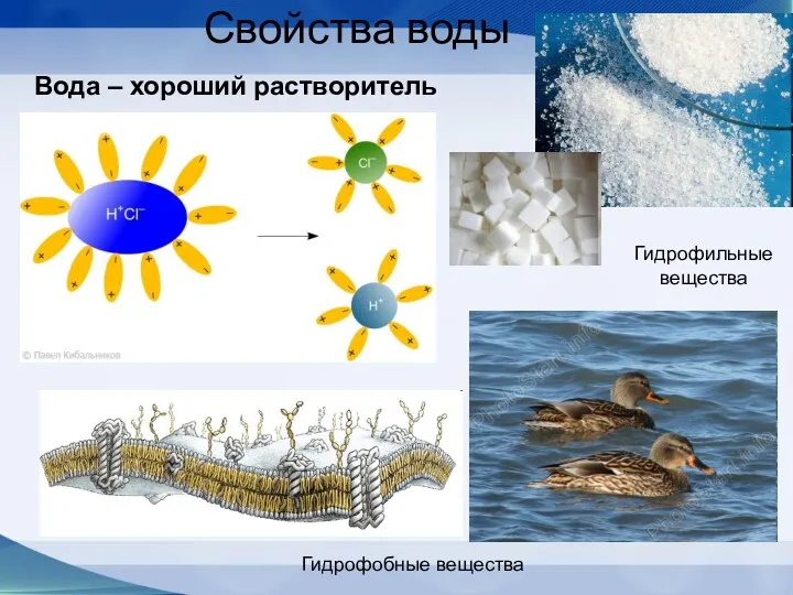 Свойства воды Вода – хороший растворитель Гидрофобные вещества Гидрофильные вещества