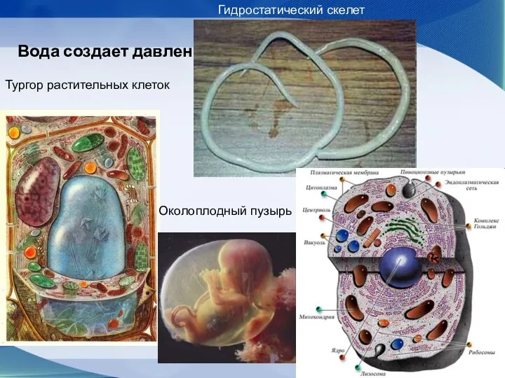 Вода создает давление Тургор растительных клеток Гидростатический скелет Околоплодный пузырь