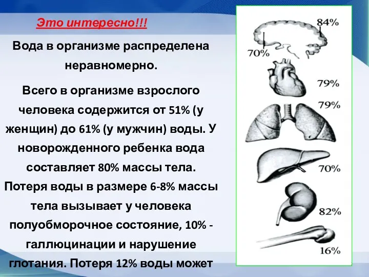 Вода в организме распределена неравномерно. Всего в организме взрослого человека содержится от 51%