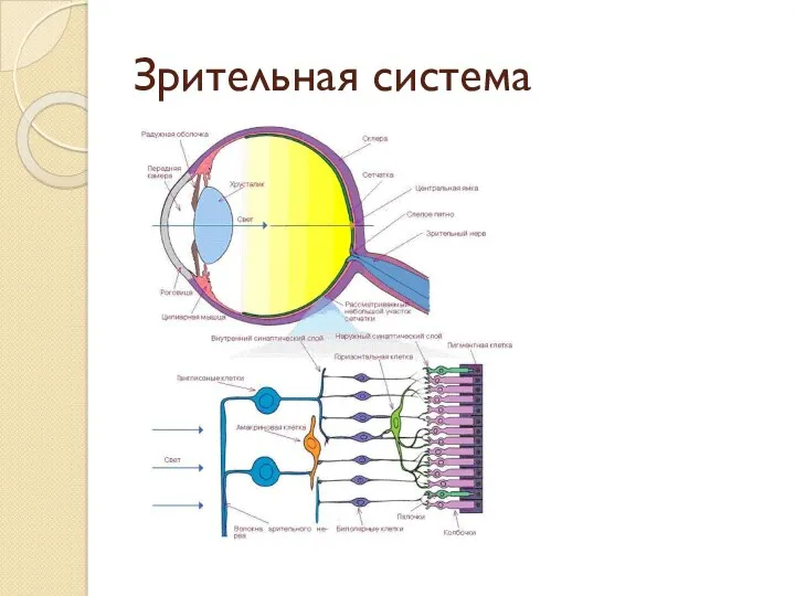 Зрительная система