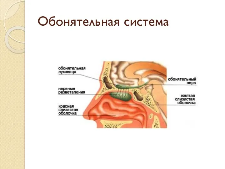 Обонятельная система