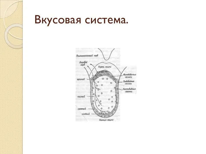 Вкусовая система.