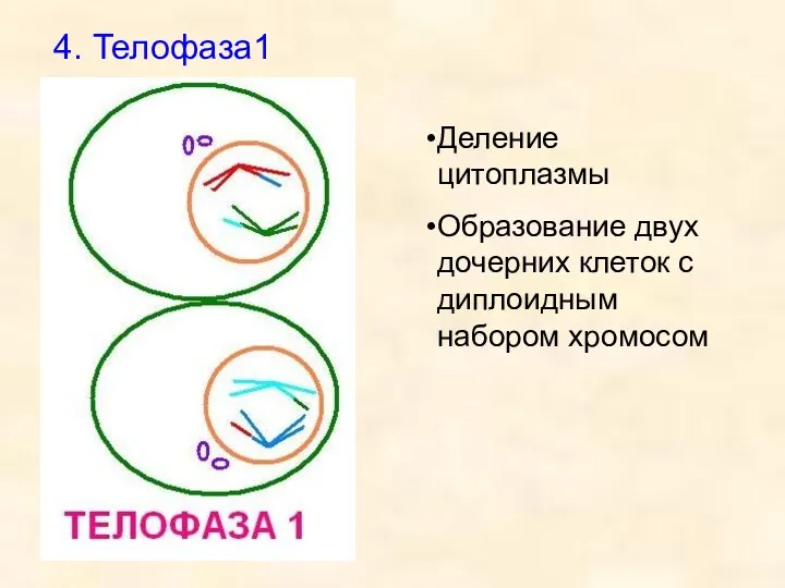 4. Телофаза1 Деление цитоплазмы Образование двух дочерних клеток с диплоидным набором хромосом