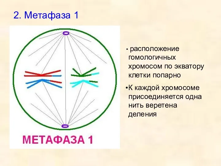 2. Метафаза 1 расположение гомологичных хромосом по экватору клетки попарно