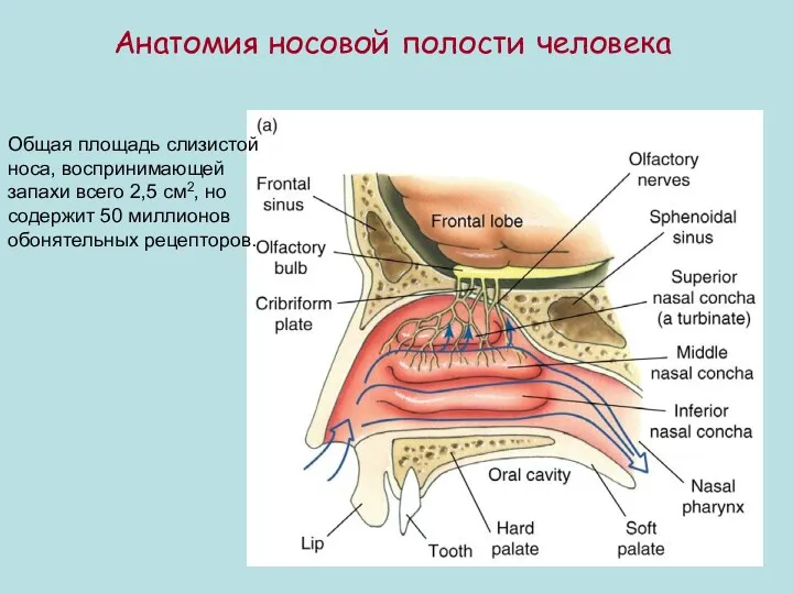 Анатомия носовой полости человека Общая площадь слизистой носа, воспринимающей запахи