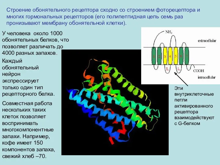 Строение обонятельного рецептора сходно со строением фоторецептора и многих гормональных
