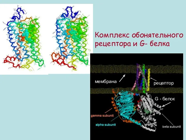 Комплекс обонятельного рецептора и G- белка мембрана рецептор G-белок G - белок G - белок