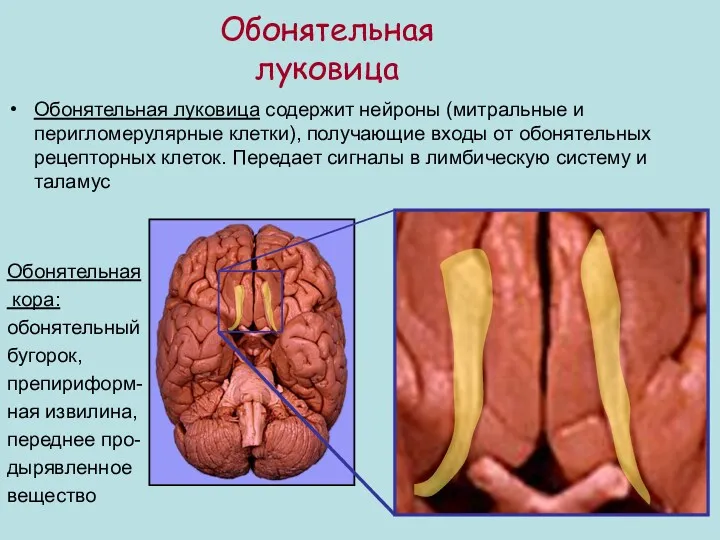 Обонятельная луковица Обонятельная луковица содержит нейроны (митральные и перигломерулярные клетки),