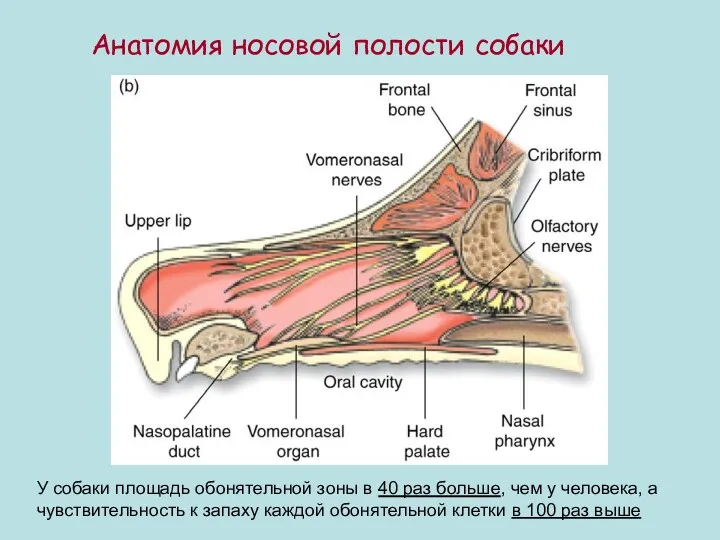 Анатомия носовой полости собаки У собаки площадь обонятельной зоны в