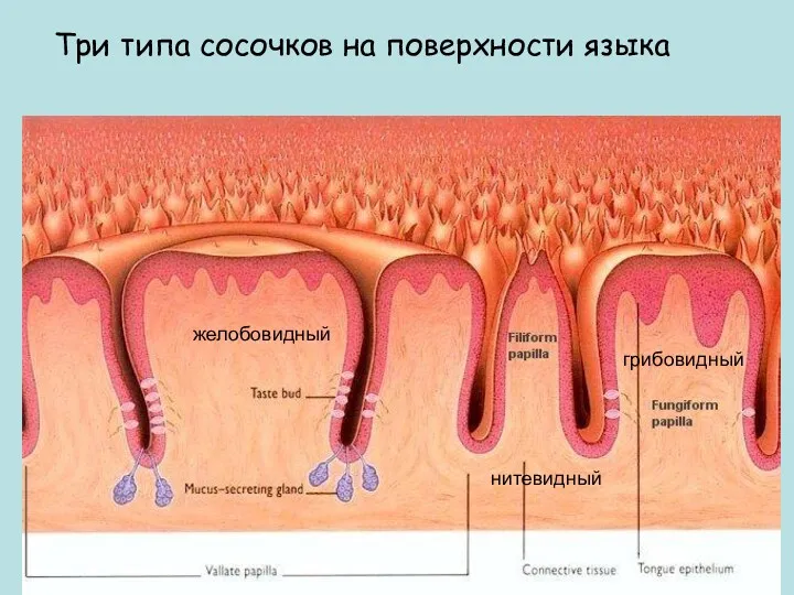 Три типа сосочков на поверхности языка желобовидный грибовидный нитевидный